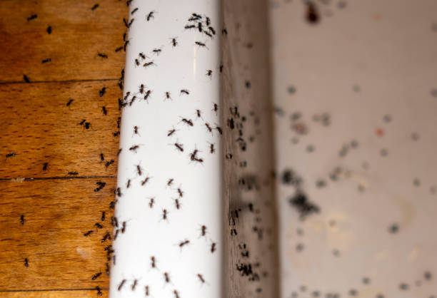 Best Affordable Pest Control Services  in North Lima, OH